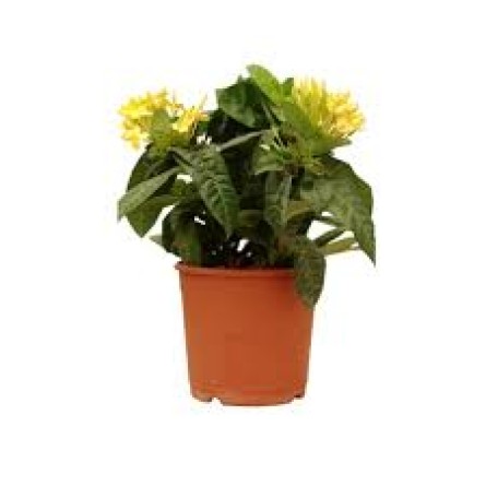 Ixora Mini Yellow